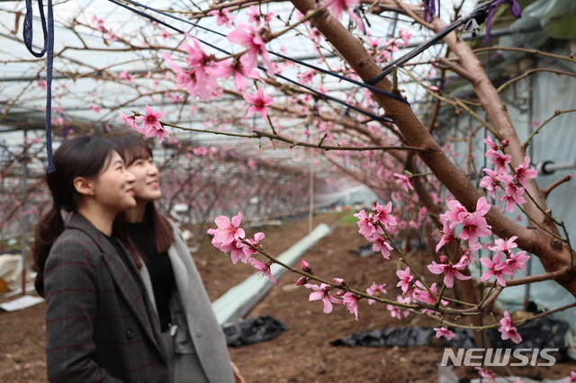 【영동=뉴시스】이성기 기자 = '과일의 고장’ 충북 영동군 영동읍 산이리의 한 시설하우스에 복숭아 꽃이 만개 했다. 지난 12일 오후 이곳을 지나던 여성들이 탐스럽게 핀 복숭아꽃을 감상하고 있다.2019.02.13.(사진=영동군 제공)&nbsp; photo@newsis.com 