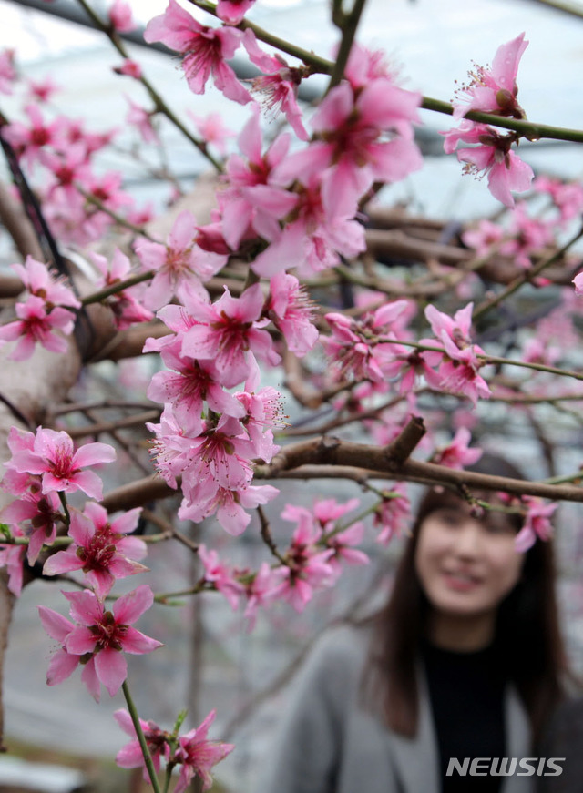 【영동=뉴시스】이성기 기자 = '과일의 고장’ 충북 영동군 영동읍 산이리의 한 시설하우스에 복숭아 꽃이 만개 했다. 지난 12일 오후 이곳을 지나던 여성들이 탐스럽게 핀 복숭아꽃을 감상하고 있다.2019.02.13.(사진=영동군 제공)photo@newsis.com