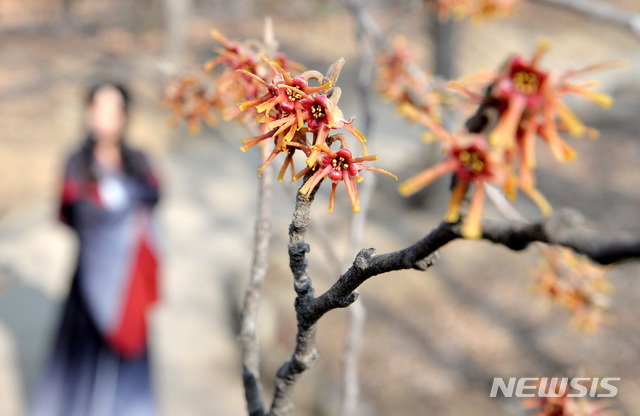 【대구=뉴시스】우종록 기자 = 14일 오후 대구 달서구 대곡동 대구수목원에서 봄을 재촉하는 풍년화가 꽃망울을 터뜨려 눈길을 끌고 있다. 2019.02.14.&nbsp;&nbsp; wjr@newsis.com
