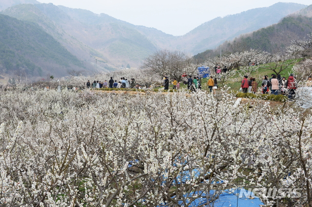 [양산=뉴시스] 원동매화. (사진=뉴시스 DB). photo@newsis.com