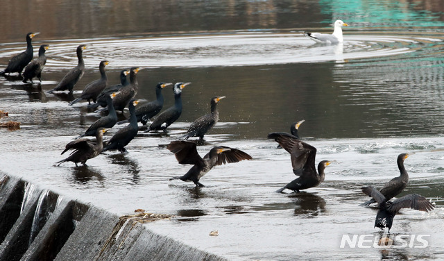 【강진=뉴시스】배상현 기자 =평년기온을 되찾아 다소 포근한 날씨를 보인 18일 전남 강진군 군동면 탐진강 하구에서 먹이를 기다리던 가마우지 무리가 인기척에 놀라 수면 위를 박차 오르고 있다.2019.02.18 (사진= 장흥군 제공)&nbsp; praxis@newsis.com