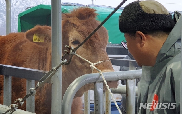 【음성=뉴시스】김재광 기자 = 구제역이 진정 기미를 보이며 임시 휴장했던 충북 음성축협가축시장이 22일 재개장했다. 한 직원이 소의 무게를 잰 후 상태를 살피고 있다.2019.02.22.  kipoi@newsis.com