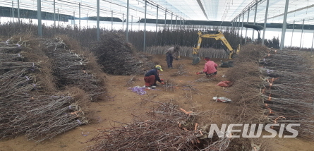 【경산=뉴시스】 강병서 기자 =경산시 종묘산업 특구의 묘목시장이 22일 개장해 유실수와 정원수 등 다양한 묘목이 판매되고 있다. 2019.02.22. (사진=경산시 제공)  photo@newsis.com 