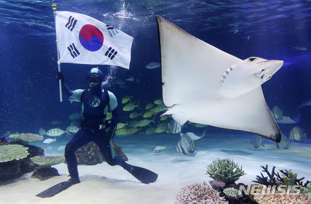 【서울=뉴시스】김진아 기자 = 28일 서울 여의도 63빌딩 아쿠아플라넷63에서 아쿠아리스트가 3.1절 100주년을 맞아 태극기를 흔드는 퍼포먼스를 하고 있다.&nbsp; 한화 아쿠아플라넷63은 3월 1일부터 3일까지 태극기와 함께 찍은 셀카 사진을 매표소에 보여주면 63종합권을 대인기준 40% 할인해준다. 2019.02.28.&nbsp; bluesoda@newsis.com