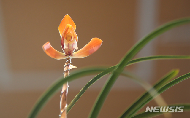 자료사진. 춘란(뉴시스DB)