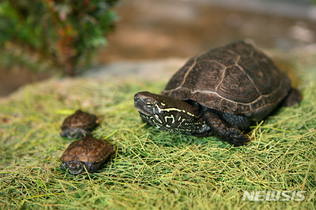 천연기념물 제453호 남생이