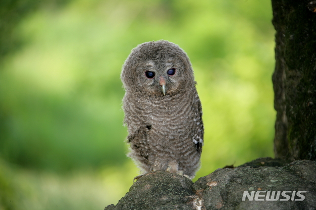 천연기념물 제324-1호 올빼미