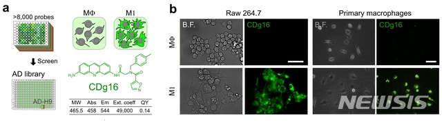 【대전=뉴시스】김양수 기자 = IBS 연구진은 자체 개발한 8200여 개의 형광 유기 분자 라이브러리를 스크리닝해 활성화대식세포를 선택적으로 염색할 수 있는 새로운 형광물질 CDg16을 발견했다(그림a). 그림 b는 세포주 및 동물유래 활성화대식세포가 CDg16에 의해 염색되는 모습.2019.03.07(사진=IBS 제공) photo@newsis.com
