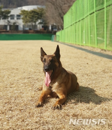 【세종=뉴시스】 인명구조견 왕건. 2019.03.10. (사진= 소방청 중앙119구조본부 제공)