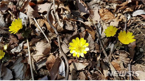 【거창=뉴시스】정경규 기자 = 지리산에 만개한 복수초.