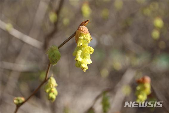 【산청=뉴시스】정경규 기자 = 지리산 히어리 개화.