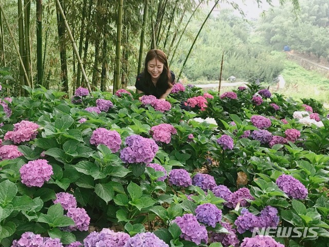 슬로시티 김해 대동면 수안마을 수국정원축제