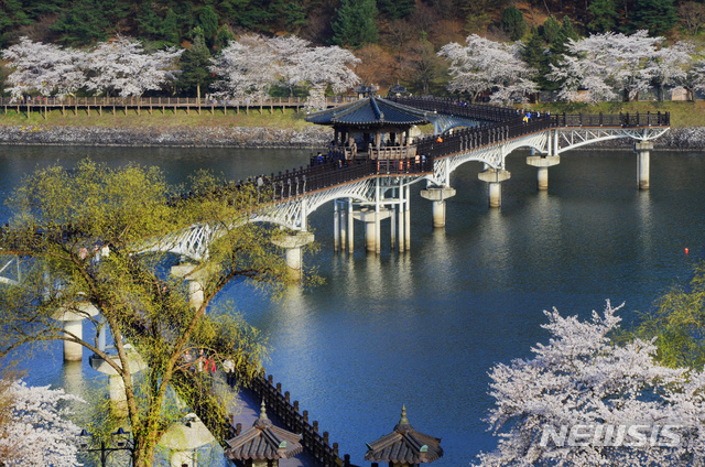 【안동=뉴시스】류상현 기자 = 안동 월영교의 벛꽃.&nbsp; 2019.03.13&nbsp; (사진=경북도 제공)&nbsp;&nbsp; photo@newsis.com 