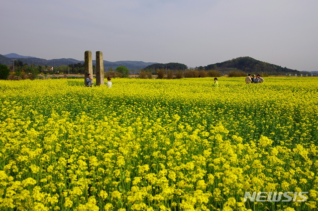 【안동=뉴시스】류상현 기자 = 경주 황룡사지의 유채꽃.&nbsp; 2019.03.13&nbsp; (사진=경북도 제공)&nbsp;&nbsp; photo@newsis.com 