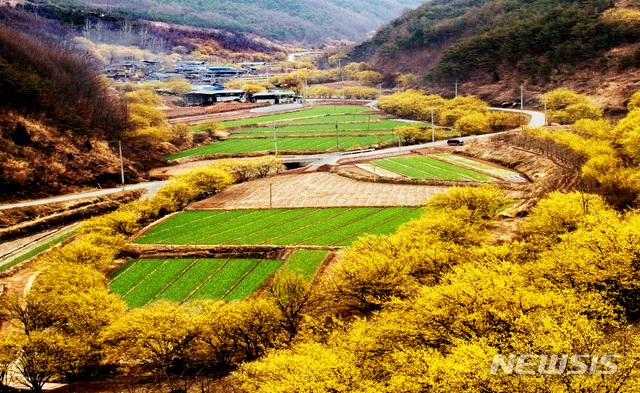 의성군 사곡면 화전리 산수유마을 전경 (사진=의성군 제공) 