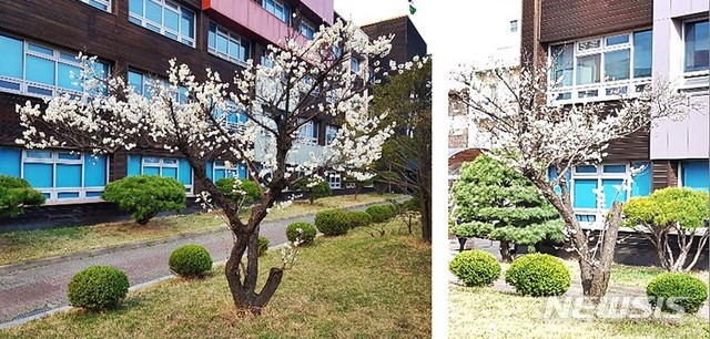 【수원=뉴시스】 조성필 기자 = 경기 수원시 수원농생명과학고 교정에 있는 와룡매. 왼족이 백매, 오른쪽이 홍매 2019.03.16 (사진제공=수원농생명과학고) photo@newsis.com