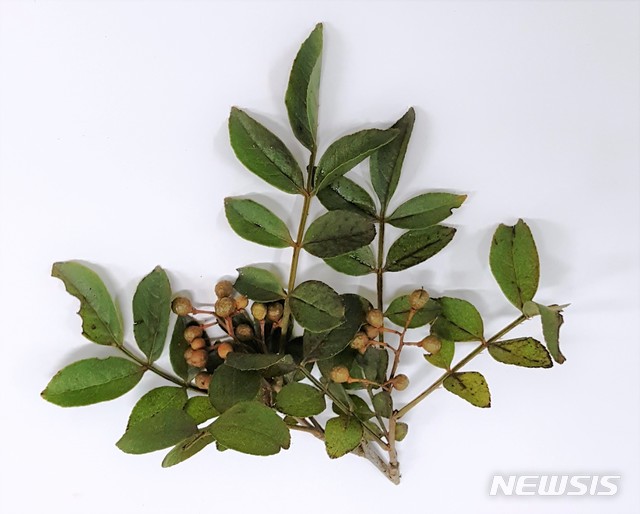 【대전=뉴시스】김양수 기자 = 국립산림과학원이 토종 식물인 왕초피나무 정유가 멜라닌 억제 효과가 우수하다는 것을 시험으로 입증했다. 사진은 왕초피나무 잎과 열매.2019.03.19(사진=국립산림과학원 제공) photo@newsis.com