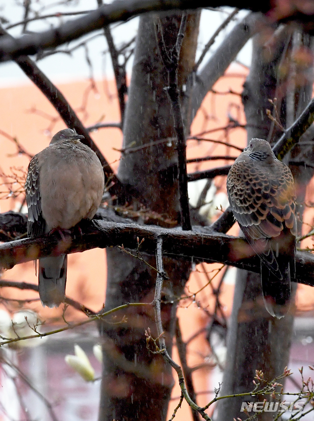 【남해=뉴시스】차용현 기자 = 봄비가 내리고 있는 20일 오후 경남 남해군 남해읍 남해경찰서 정원에서 비둘기 한 쌍이 나뭇가지에 앉아 비를 피하고 있다. 2019.03.20.&nbsp;&nbsp;&nbsp; con@newsis.com