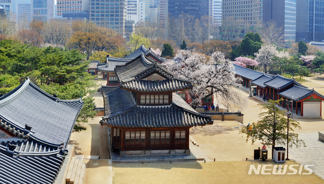 덕수궁 석어당 살구꽃 