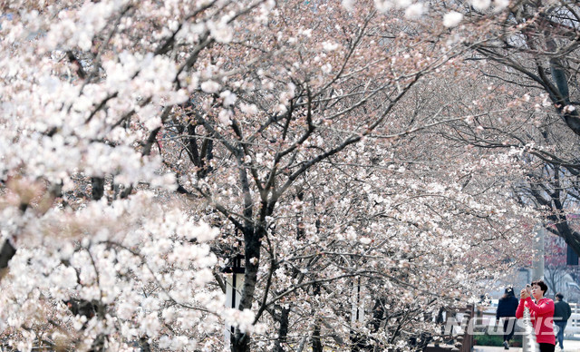 울산 무거천 벚꽃