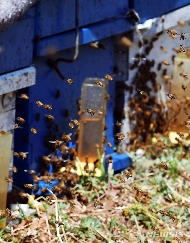 【광주=뉴시스】 양봉농가의 꿀벌. (사진=뉴시스 DB)