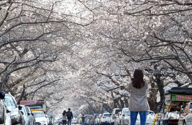 【부산=뉴시스】 하경민 기자 = 22일 오후 부산 수영구 남천동 벚꽃군락지의 벚꽃이 활짝 펴 터널을 이루며 장관을 연출하고 있다. 2019.03.22. yulnetphoto@newsis.com