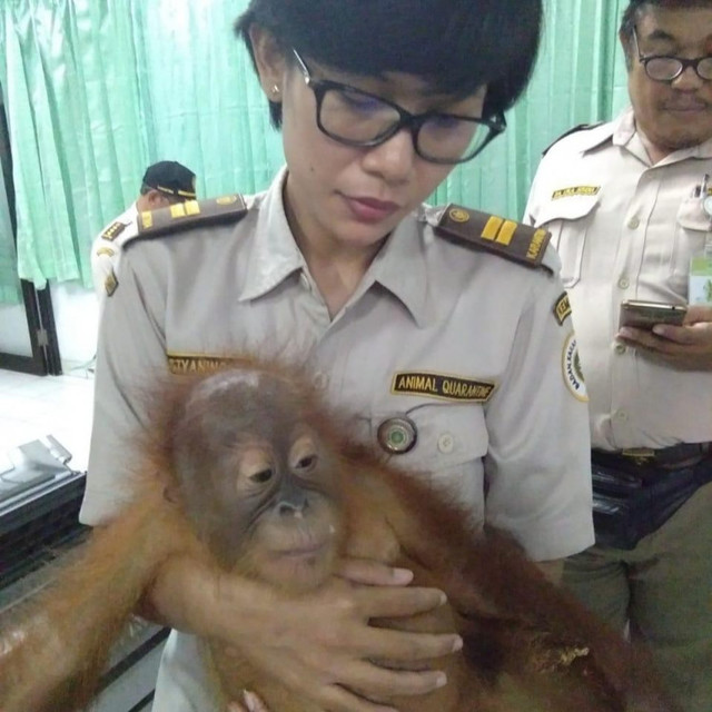 【서울=뉴시스】 러시아 관광객 안드레이 제스트코프(27)가 22일(현지시간) 인도네시아 발리 덴파사르 공항에서 아기 오랑우탄을 밀반출하려다가 공항 당국이 검거됐다. 공항 직원이 이 남성이 밀반출하려던 2살짜리 오랑우탄을 안고 있다. <사진출처: 자카르타 포스트> 2019.03.23 