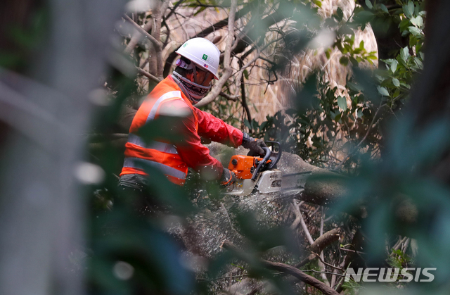 【제주=뉴시스】우장호 기자 = 23일 오전 환경단체 반대와 경관 훼손 논란 등으로 중단됐던 제주시 구좌읍 비자림로 확장공사가 7개월만에 재개된 가운데 현장에서 벌목 작업이 이뤄지고 있다. 2019.03.23. woo1223@newsis.com