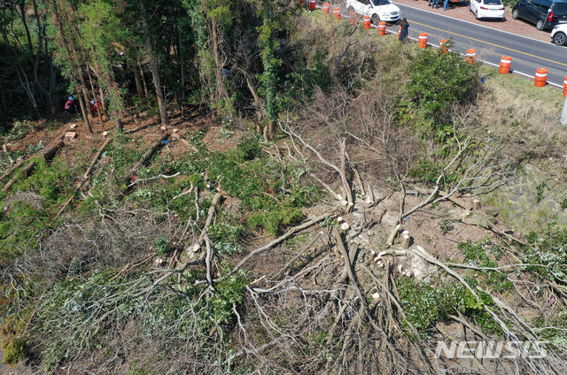 【제주=뉴시스】우장호 기자 = 23일 오전 환경단체 반대와 경관 훼손 논란 등으로 중단됐던 제주시 구좌읍 비자림로 확장공사가 7개월만에 재개된 가운데 벌목 작업이 한창 진행되고 있다. 2019.03.23. woo1223@newsis.com
