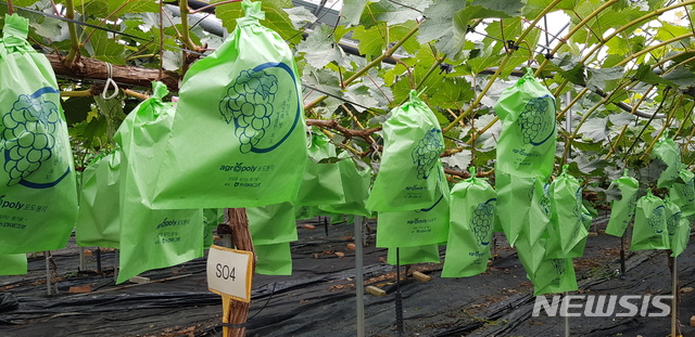 【안동=뉴시스】류상현 기자 = 샤인머스켓 적정 대목 선발을 위한 경북농기원의 포도 시험장. 2019.03.24 (사진=경북도 제공)&nbsp; photo@newsis.com 