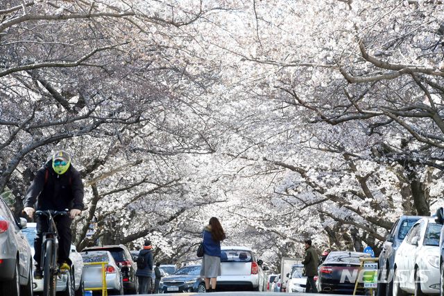 【부산=뉴시스】 하경민 기자 = 24일 부산 수영구 남천동의 벚꽃군락지에서 벚꽃이 활짝 펴 터널을 이루며 장관을 연출하고 있다. 2019.03.24. yulnetphoto@newsis.com