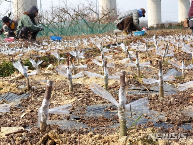 옥천군, '조경기능사 자격증' 무료 교육…올해 54명 대상