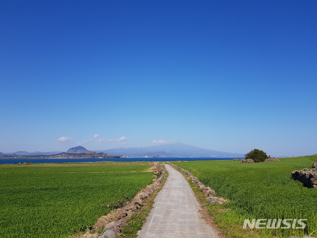 【제주=뉴시스】제주 가파도 청보리밭. (사진=제주관광공사 제공)