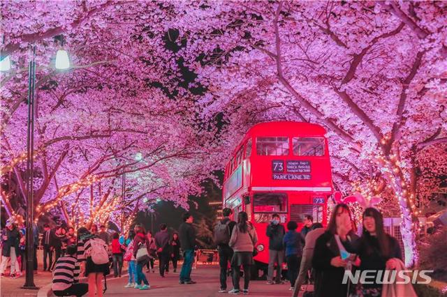 【대구=뉴시스】이월드 별빛 벚꽃축제 야간 모습 2019.03.25.(사진=이월드 제공) photo@newsis.com 