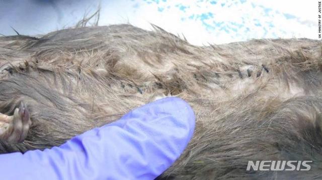 실로 꿰매 형무소 마당에 던져진 쥐 <CNN 캡쳐>