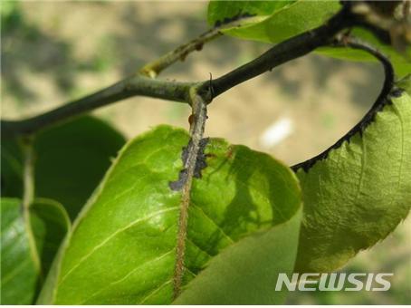 【안동=뉴시스】류상현 기자 = 과수화상병 초기 증상.  2019.04.24  (사진=경북도 제공)   