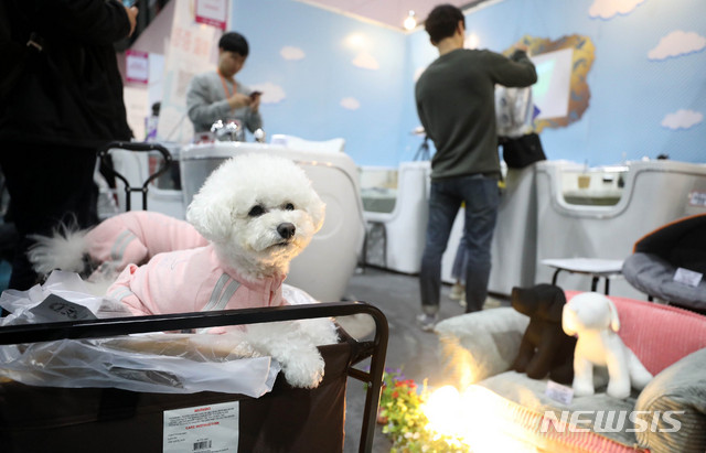 【서울=뉴시스】추상철 기자 = 반려동물 박람회인 2019 케이펫페어 서울이 지난 3월 29일 서울 강남구 세텍(SETEC)에서 반려견이 애견용품을 살펴보고 있다. 2019.03.29. scchoo@newsis.com