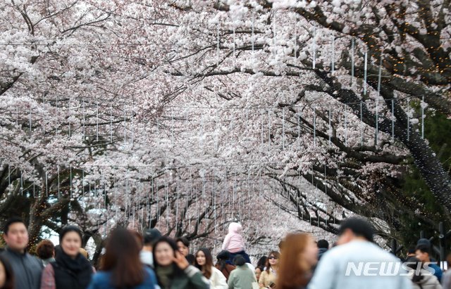 【제주=뉴시스】우장호 기자 = 제주왕벚꽃 축제가 진행 중인 31일 관광객들이 제주시 애월읍 장전리 일대의 벚꽃 거리에서 사진을 찍으며 봄의 정취를 느끼고 있다. 2019.03.31. woo1223@newsis.com