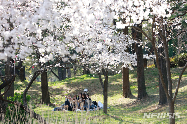 【광주=뉴시스】송창헌 기자 = 전남대학교가 주말과 휴일인 4월 6~7일 이틀 동안 용봉캠퍼스를 방문하는 상춘객들에게 캠퍼스를 무료 개방하고 주차요금을 받지 않기로 했다고 1일 밝혔다. 봄꽃이 흐드러지게 핀 전남대 광주캠퍼스. 2019.04.01 (사진=전남대 제공) photo@newsis.com