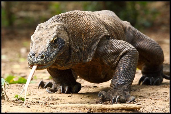 '왕도마뱀 낙원' 코모도섬, 내년부터 1년간 관광객 출입금지