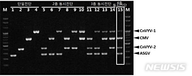 【대전=뉴시스】김양수 기자 = 국립산림과학원에서 개발한 프라이머를 이용해 천궁 감염바이러스 4종을 다중진단한 예시.2019.04.02(사진=국립산림과학원 제공) photo@newsis.com