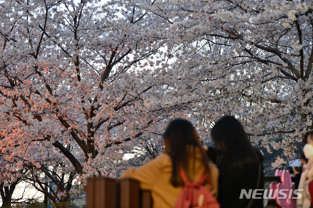 【창원=뉴시스】김기진 기자 = 2일 오후 경남 창원시 진해구 여좌천에서 두 소녀가 활짝 핀 벚꽃나무를 바라보며 속삭이고 있다. 제57회 진해군항제는 지난 1일 개막해 10일까지 진해 일원에서 열린다. 2019.04.02. sky@newsis.com