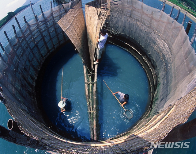 죽방렴으로 멸치잡기, 경남 남해군 지족해협
