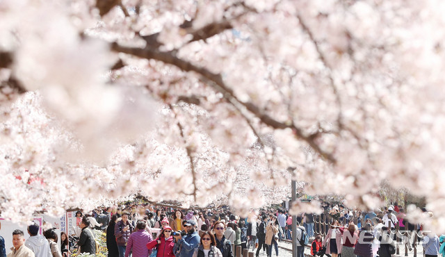 【창원=뉴시스】추상철 기자 = 벚꽃축제인 진해 군항제가 펼쳐진 3일 오전 경남 창원시 경화역 일대가 상춘객으로 붐비고 있다. 2019.04.03. scchoo@newsis.com