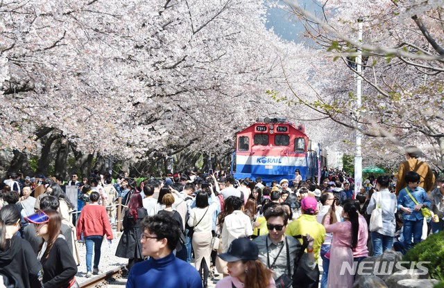 4년전 진해군항제 경화역