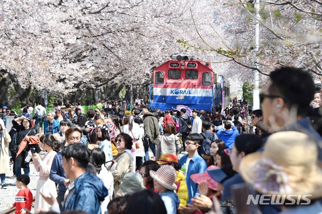 【서울=뉴시스】국내 최대의 봄꽃 축제인 제57회 진해군항제가 열리고 있는 4일 오후 경남 창원시 진해구 경화역에서 관광객들이 벚꽃을 보고 있다. 진해군항제는 오는 10일까지 창원시 진해구 전역에서 열린다. 2019.04.04. (사진=경남도민일보 제공) photo@newsis.com