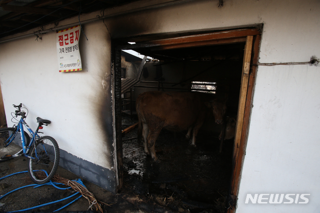【속초=뉴시스】김경목 기자 = 5일 오전 전날 밤 고성군 토성면 원암리 미시령 관통도로 요금소 인근에서 변압기가 터져 발생한 산불로 잿더미가 된 속초시 장사동 장천마을의 한 가옥 축사 입구가 그을려 있지만 다행히 소 2마리는 구사일생으로 피해를 입지 않았다. 2019.04.05. photo31@newsis.com