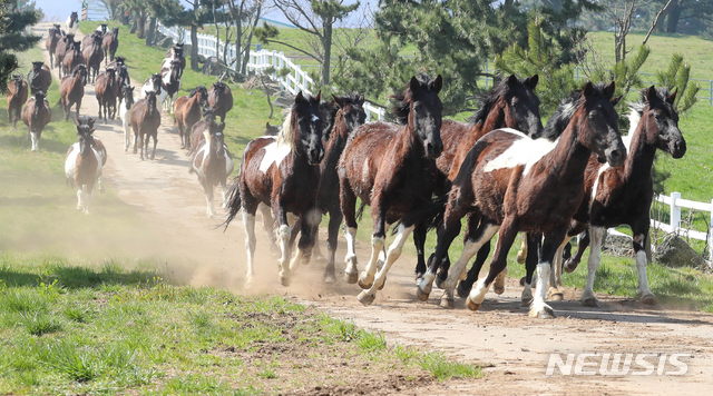 [뉴시스 앵글]한국형 승용마 '한라마'…올해 첫 방목