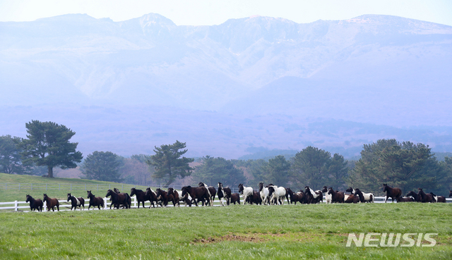 [뉴시스 앵글]한국형 승용마 '한라마'…올해 첫 방목