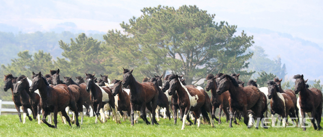 [뉴시스 앵글]한국형 승용마 '한라마'…올해 첫 방목